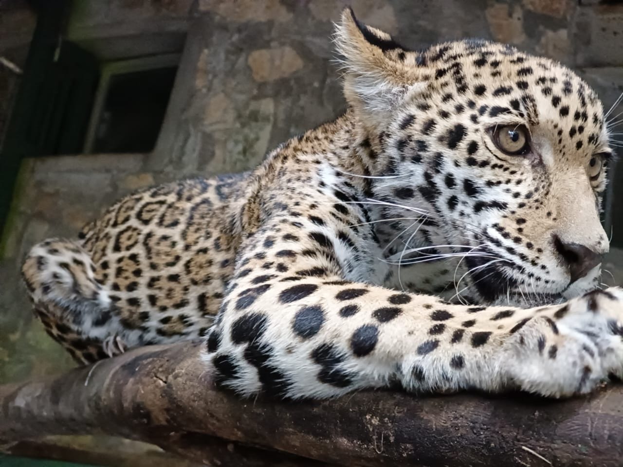 Llegan cachorros de jaguar al Parque Ecológico Biósfera El Cielo