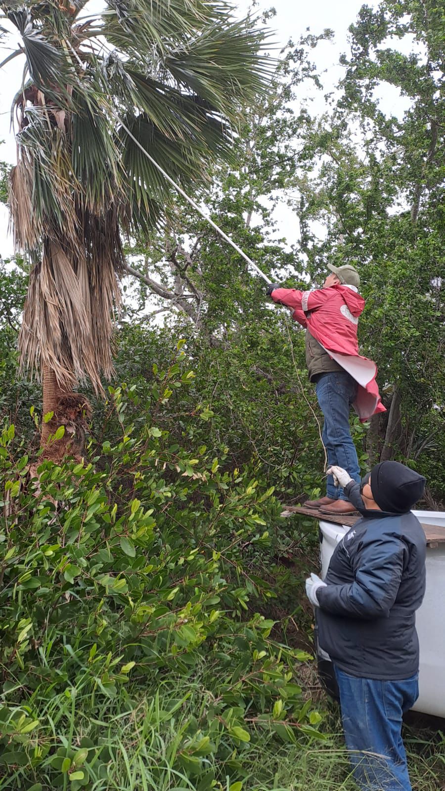 Implementan Operativo de Rescate de Iguanas en la Laguna del Carpintero