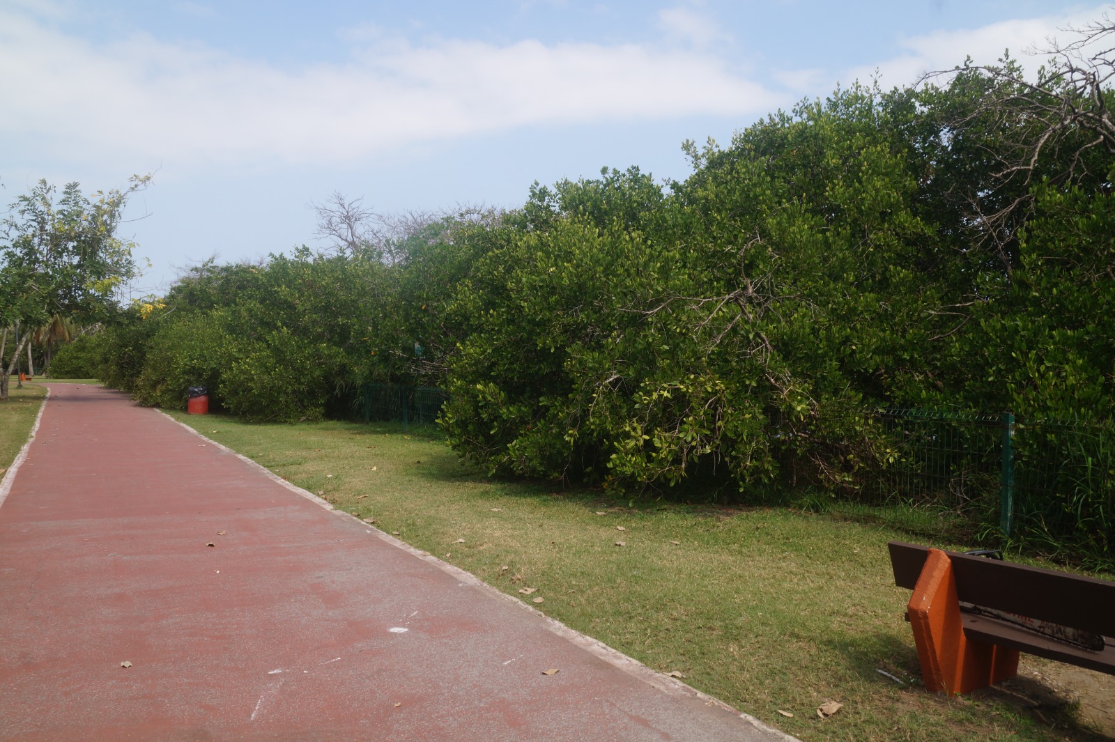 Realiza Dirección de Ecología Poda Controlada de Mangle en la Laguna del Carpintero