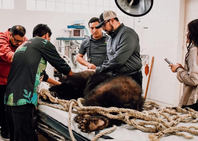 Retorna Comisión de Parques familia de osos negros a su hábitat