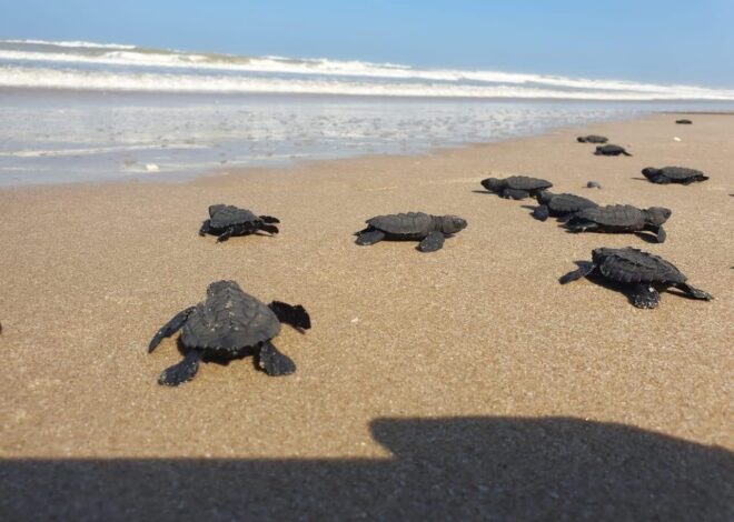 Proyectarán en televisión las maravillas naturales de Tamaulipas: CPBT
