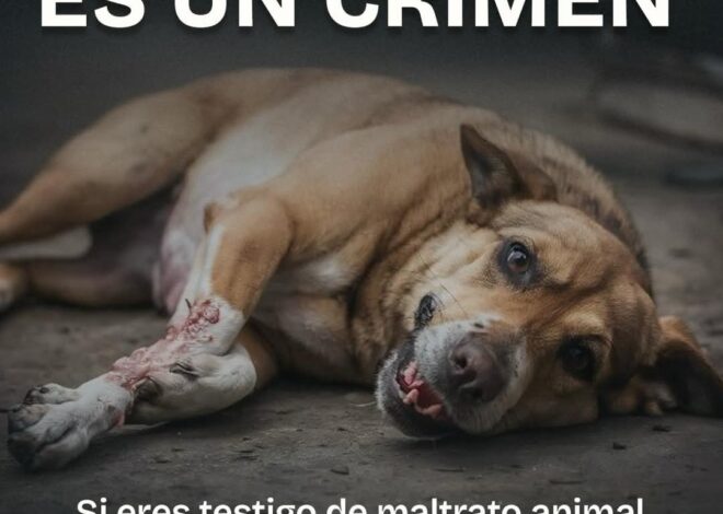 Invita Gobierno municipal, a denunciar el maltrato animal en Matamoros