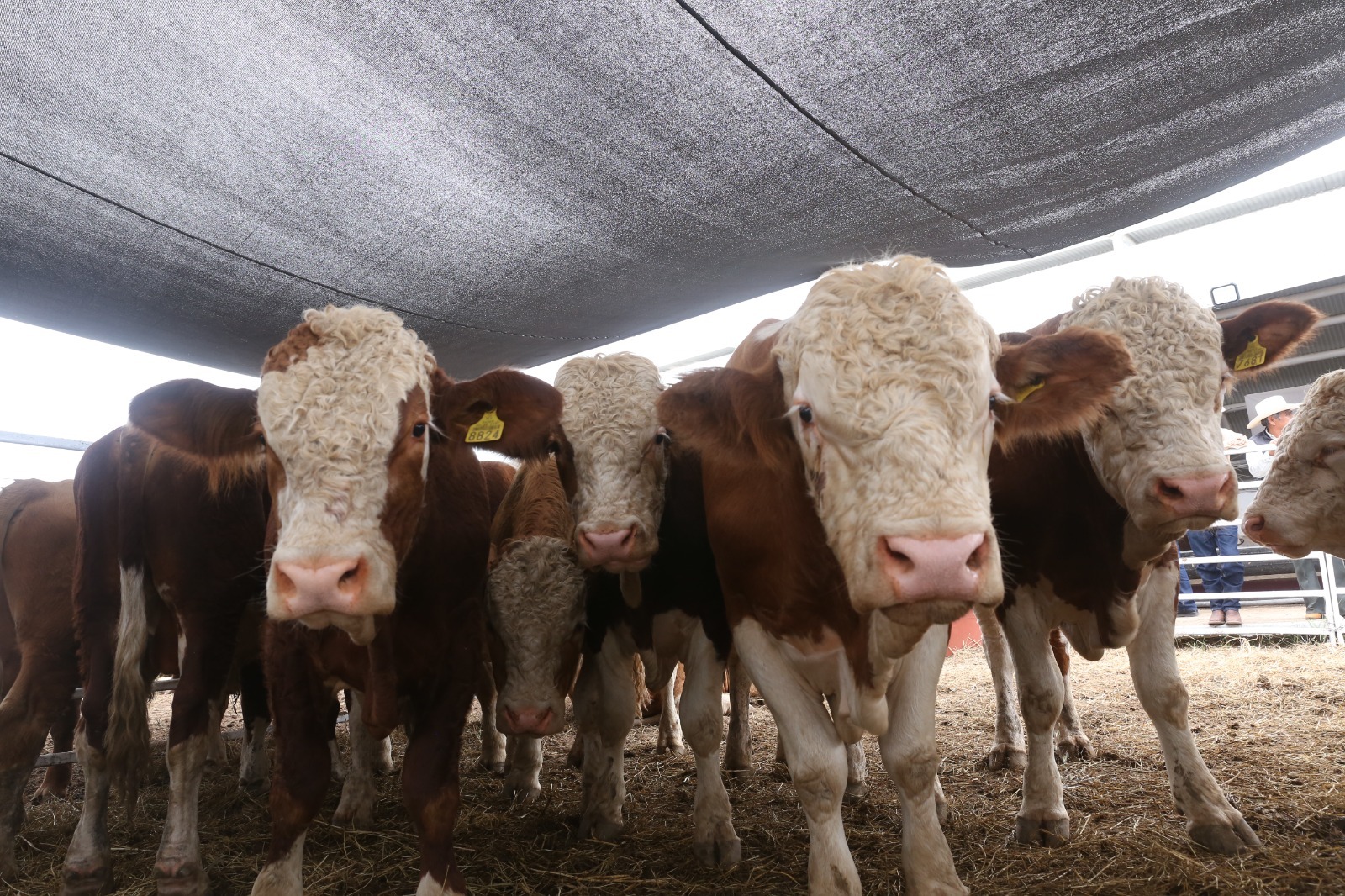 Prepara Desarrollo Rural evento de Mejoramiento Genético 2025