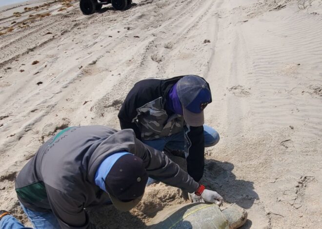 Incrementa Tamaulipas resguardo de huevos de tortuga lora en un 20%