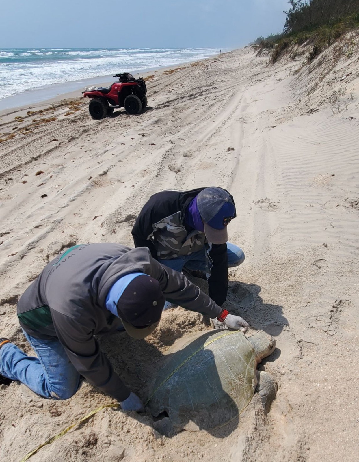 Incrementa Tamaulipas resguardo de huevos de tortuga lora en un 20%