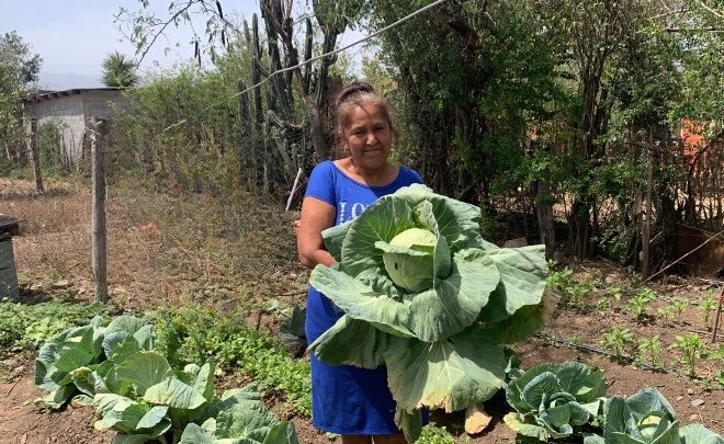 Fomenta Programa de huertos de traspatio alimentación saludable y sostenible en comunidades rurales