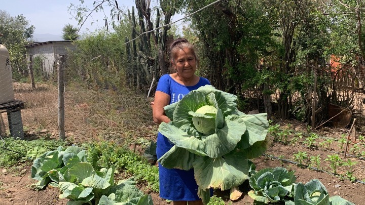 Fomenta Programa de huertos de traspatio alimentación saludable y sostenible en comunidades rurales
