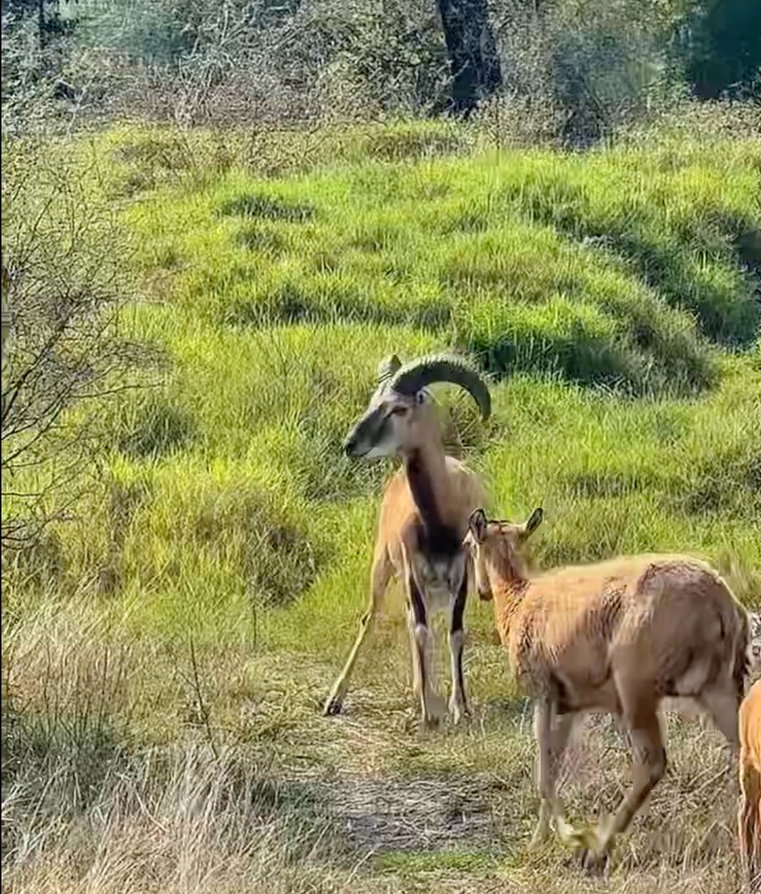 Logra la UAT el nacimiento de dos crías de borrego muflón europeo