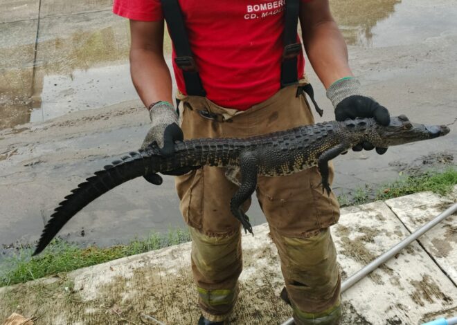 Cocodrilos podrían ser trasladados a una UMA en Altamira; ya van 65 atrapados en Ciudad Madero