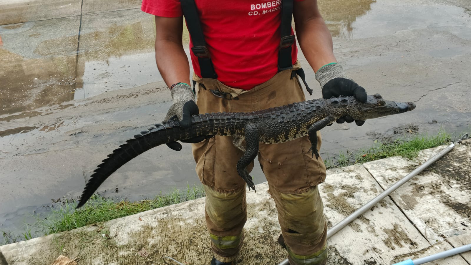 Cocodrilos podrían ser trasladados a una UMA en Altamira; ya van 65 atrapados en Ciudad Madero