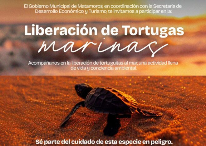 Gobierno de Matamoros invita a la liberación de tortugas Marinas en Playa Bagdad