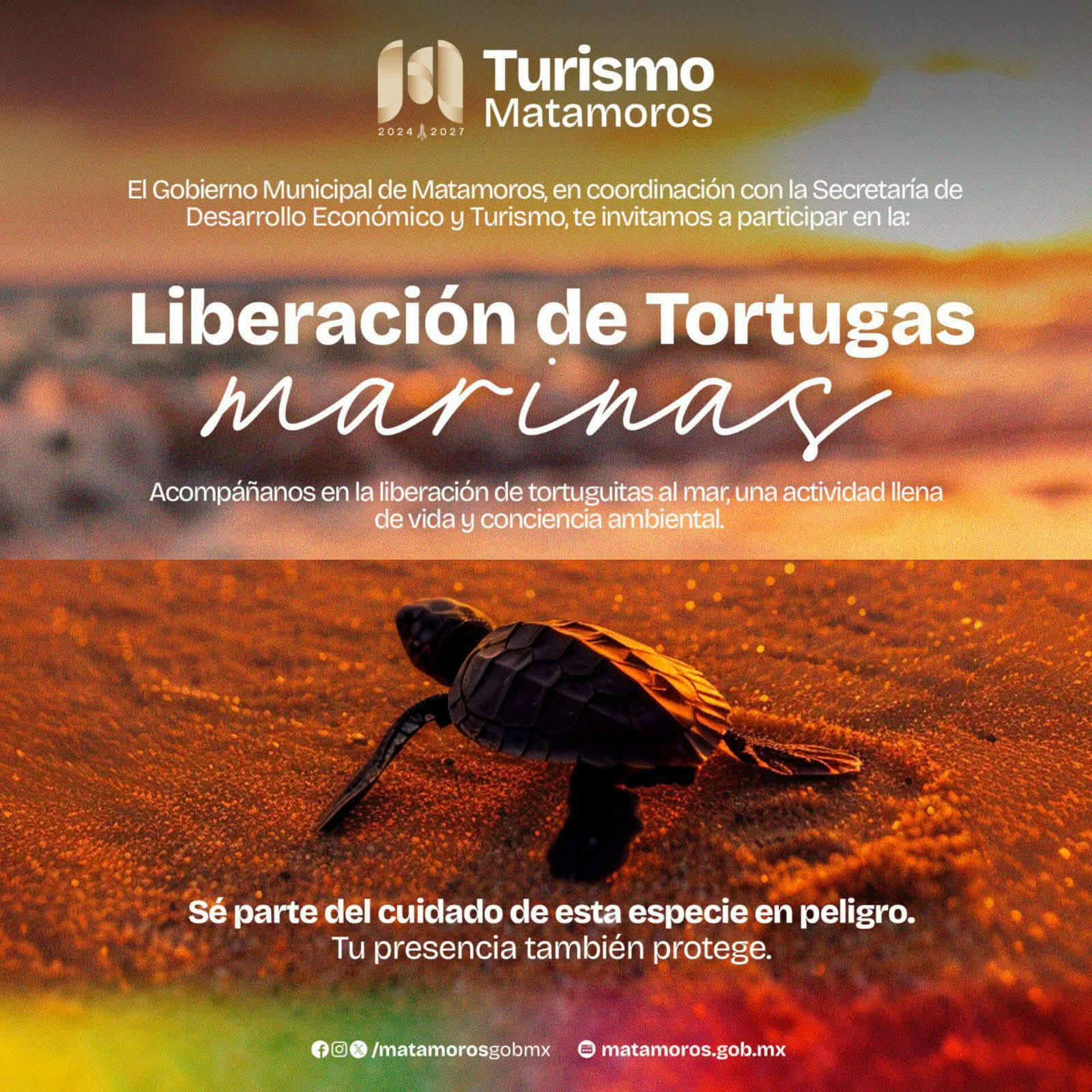 Gobierno de Matamoros invita a la liberación de tortugas Marinas en Playa Bagdad