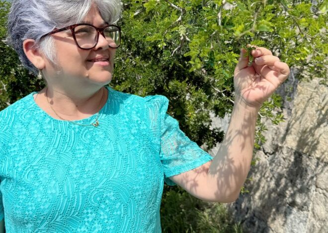 Investigadores de la UAT obtienen certificación nacional