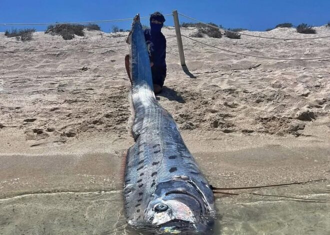 Encuentran par de peces remo en Baja California Sur