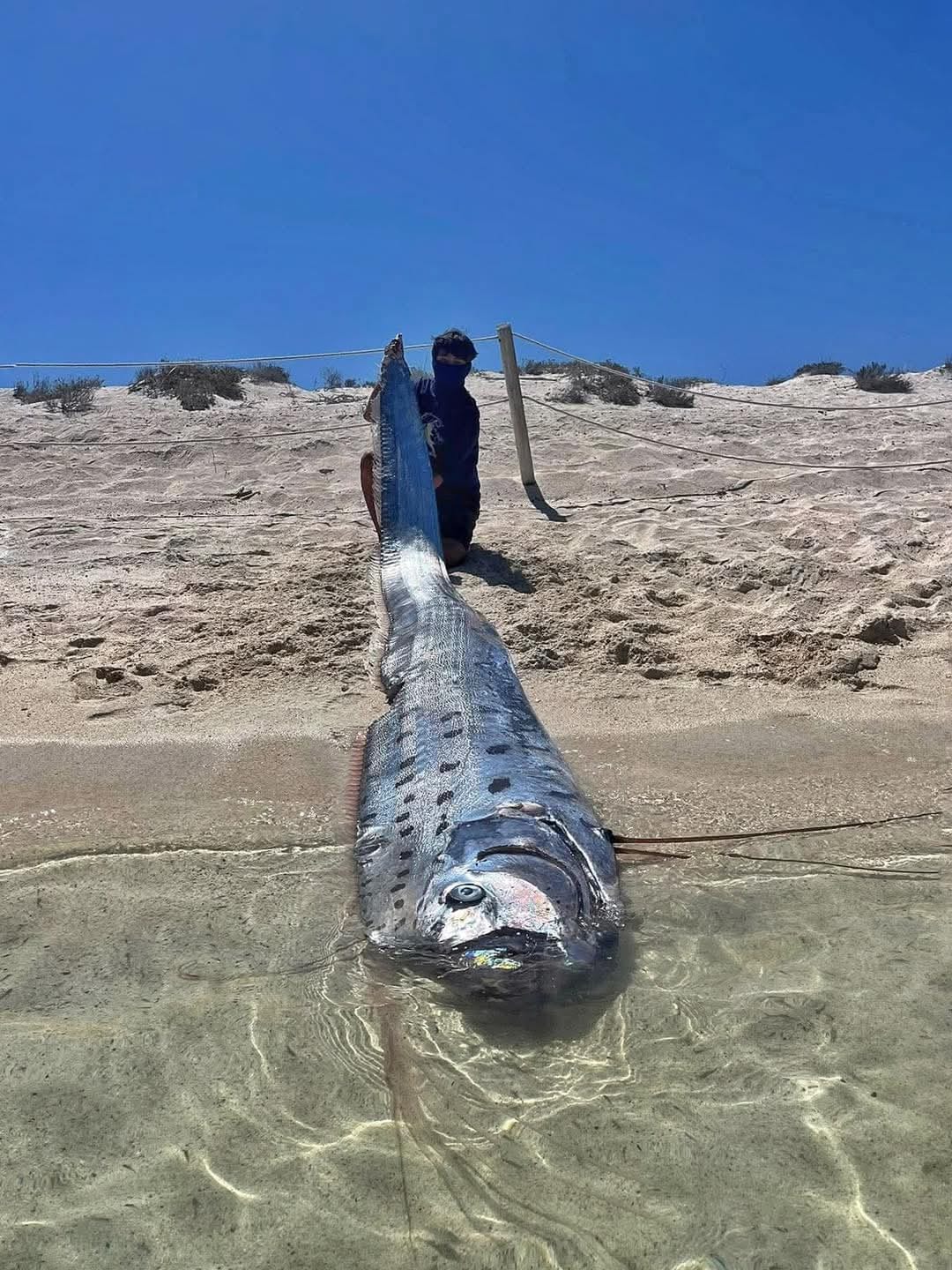 Encuentran par de peces remo en Baja California Sur