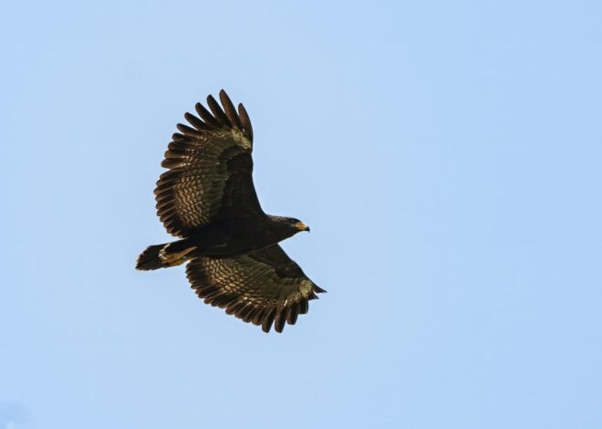 Tampico Muestra su Riqueza natural con Programa de Avistamiento de Aves: Mónica Villarreal