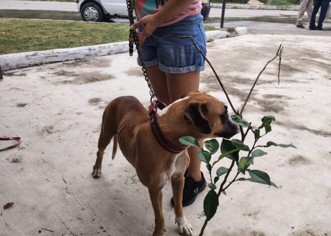 Tampico fortalece su compromiso con el medio ambiente y el bienestar animal