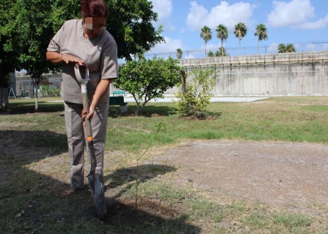 Reforestan CEDES Matamoros con plantación de árboles frutales