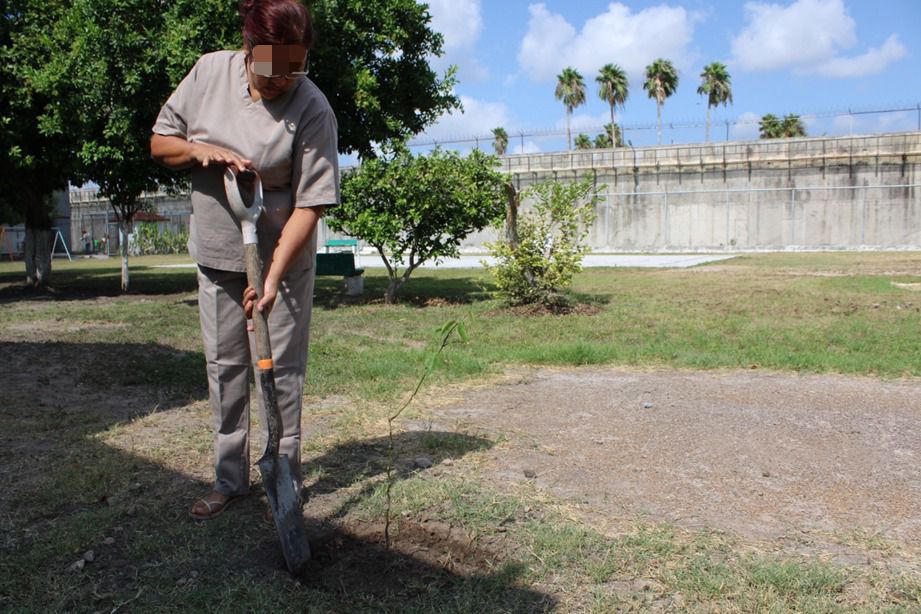 Reforestan CEDES Matamoros con plantación de árboles frutales