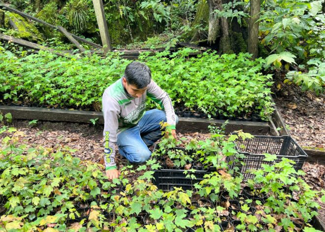 Reforesta SEDUMA 5 mil árboles en la Biosfera El Cielo