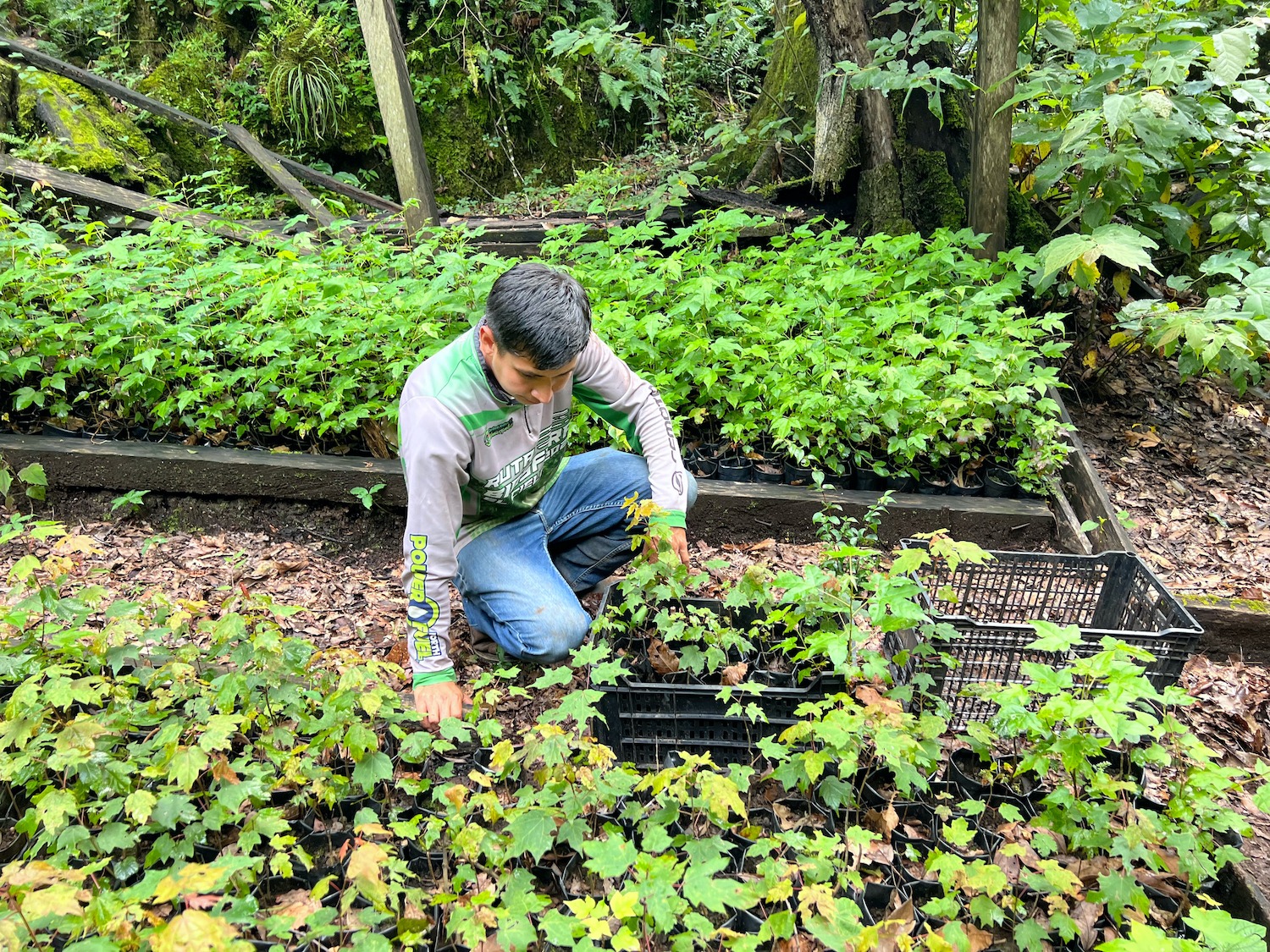 Reforesta SEDUMA 5 mil árboles en la Biosfera El Cielo