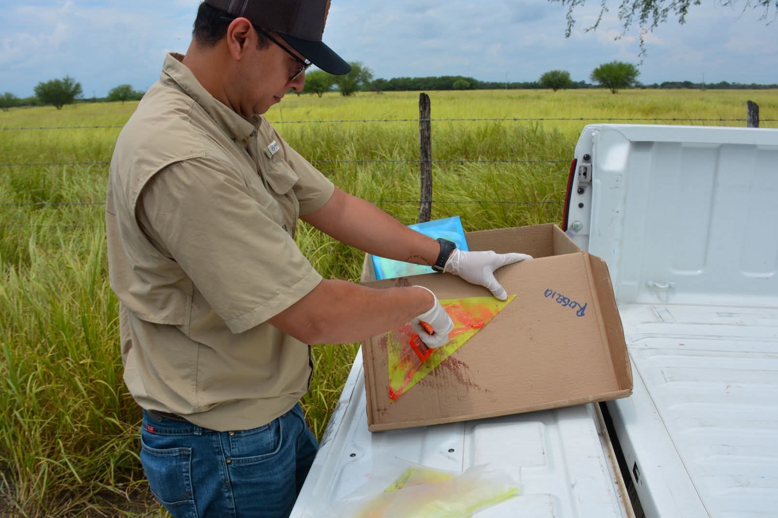 nvInvierte Tamaulipas en prevención y monitoreo contra el gusano barrenador