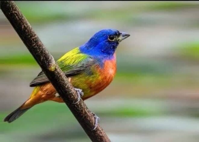 Tiene Tamaulipas una gran riqueza de aves : Comisión de Parques