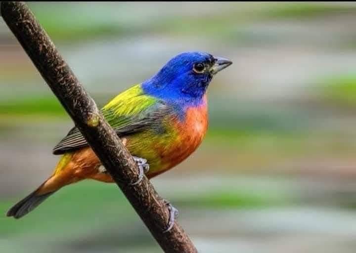 Tiene Tamaulipas una gran riqueza de aves : Comisión de Parques