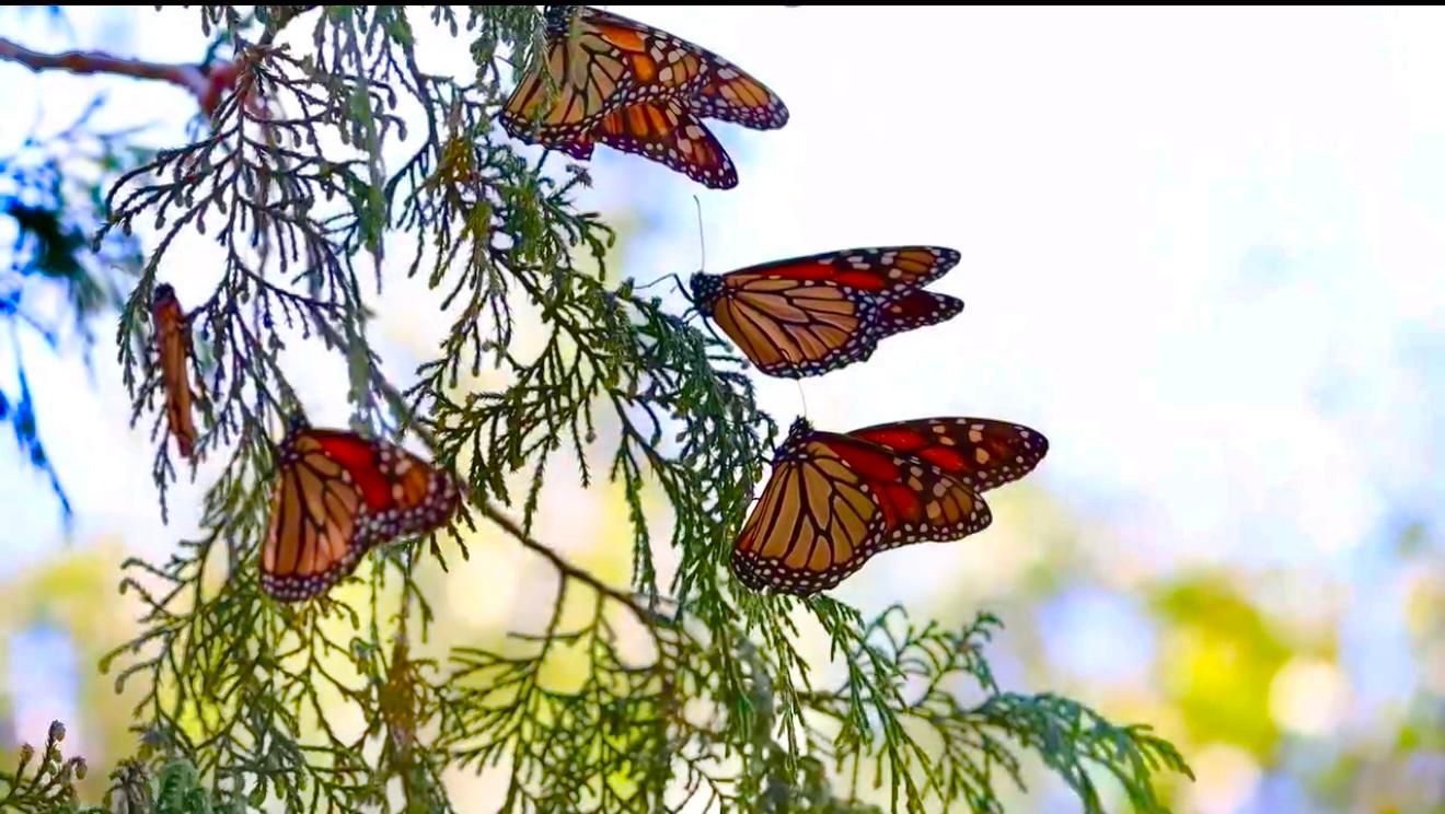 Impulsa Gobierno de Tamaulipas conservación de la ruta migratoria de la mariposa monarca