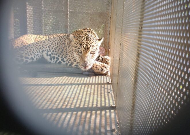 Rescata y libera Comisión de Parques ejemplar de jaguar