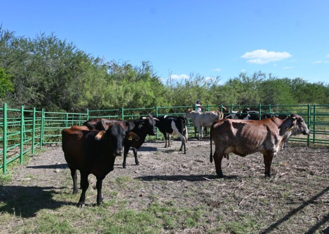 Reafirma Tamaulipas su compromiso con la innovación pecuaria