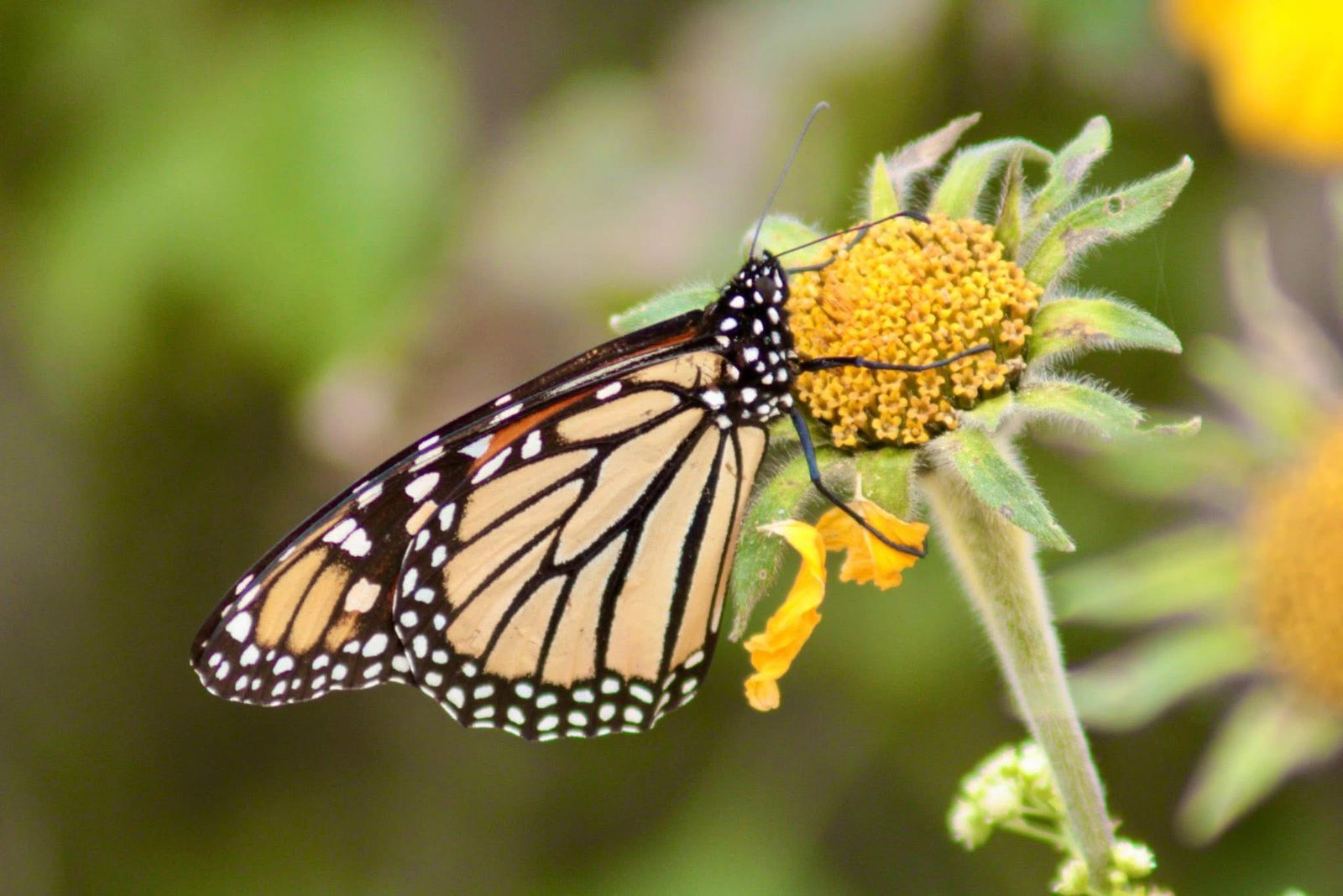 Facilita Tamaulipas migración de la mariposa monarca: CPBT