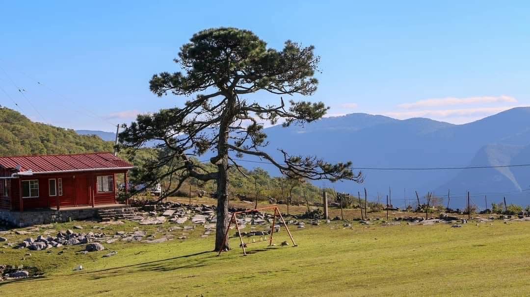 Es Pino Solo en Ciudad Victoria, un tesoro natural de Tamaulipas