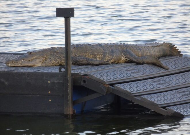 Gobierno Municipal de Tampico instala asoleaderos para cocodrilos en la Laguna del Carpintero