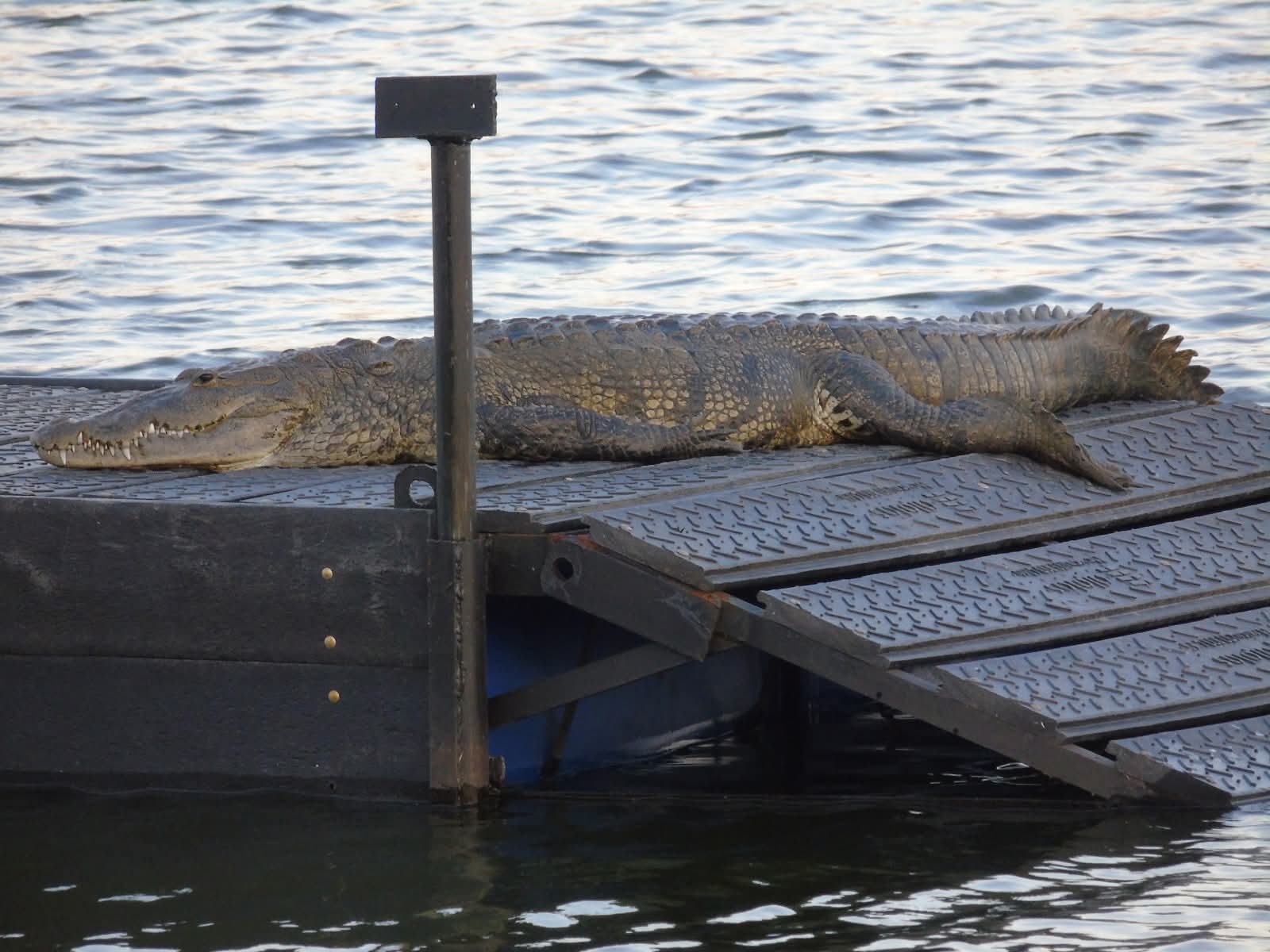 Gobierno Municipal de Tampico instala asoleaderos para cocodrilos en la Laguna del Carpintero