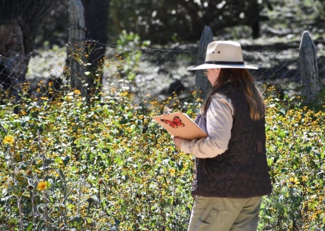 Impulsa Tamaulipas polinización en ruta de la mariposa monarca