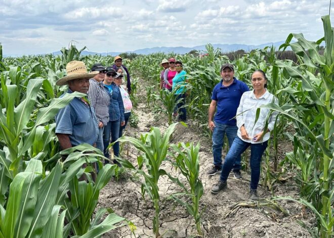 Nuevas estrategias productivas fortalecen la economía rural en Tamaulipas