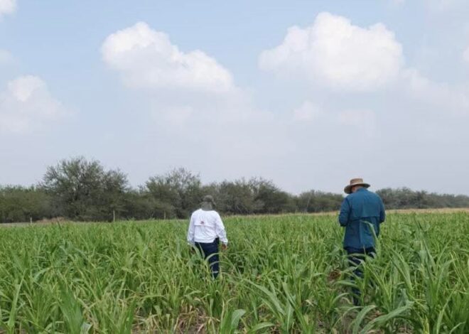 Fortalece Secretaría de Desarrollo Rural el Proyecto de Sorgo Blanco