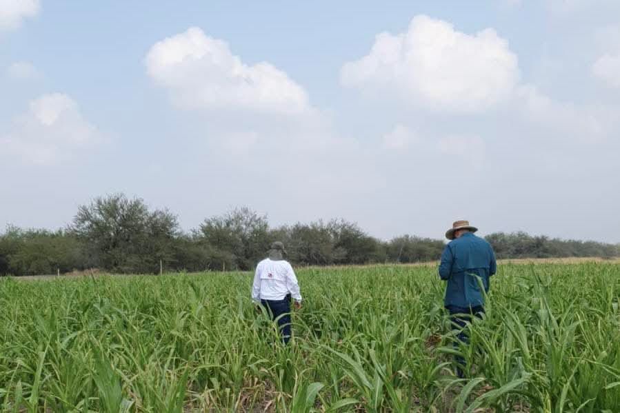 Fortalece Secretaría de Desarrollo Rural el Proyecto de Sorgo Blanco
