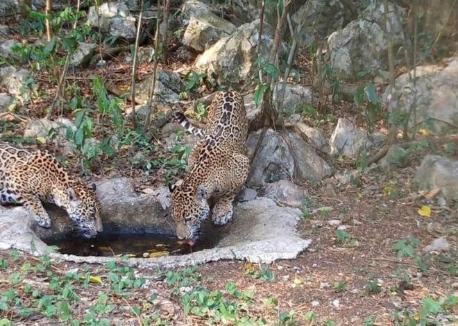 Libera Comisión de Parques cinco jaguares en Tamaulipas