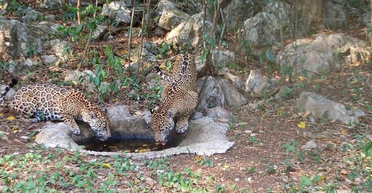 Libera Comisión de Parques cinco jaguares en Tamaulipas