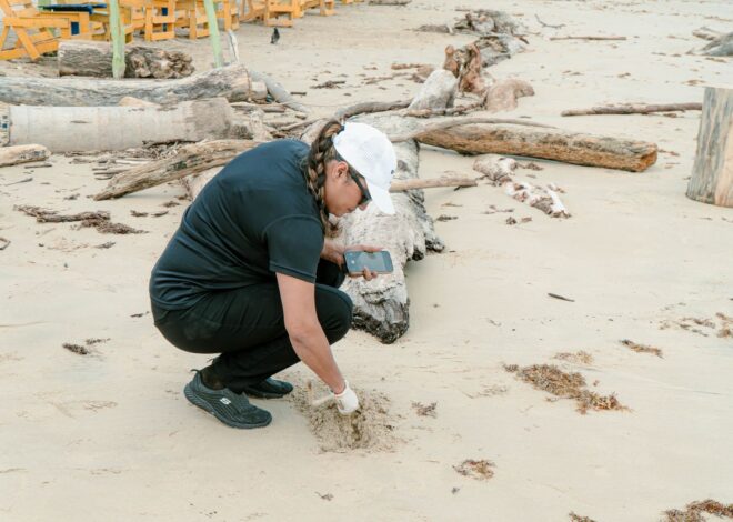 Impulsa turismo limpieza permanente de las playas