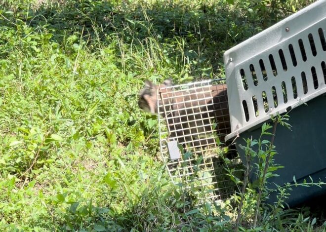 Devuelve Comisión de Parques fauna silvestre a la naturaleza