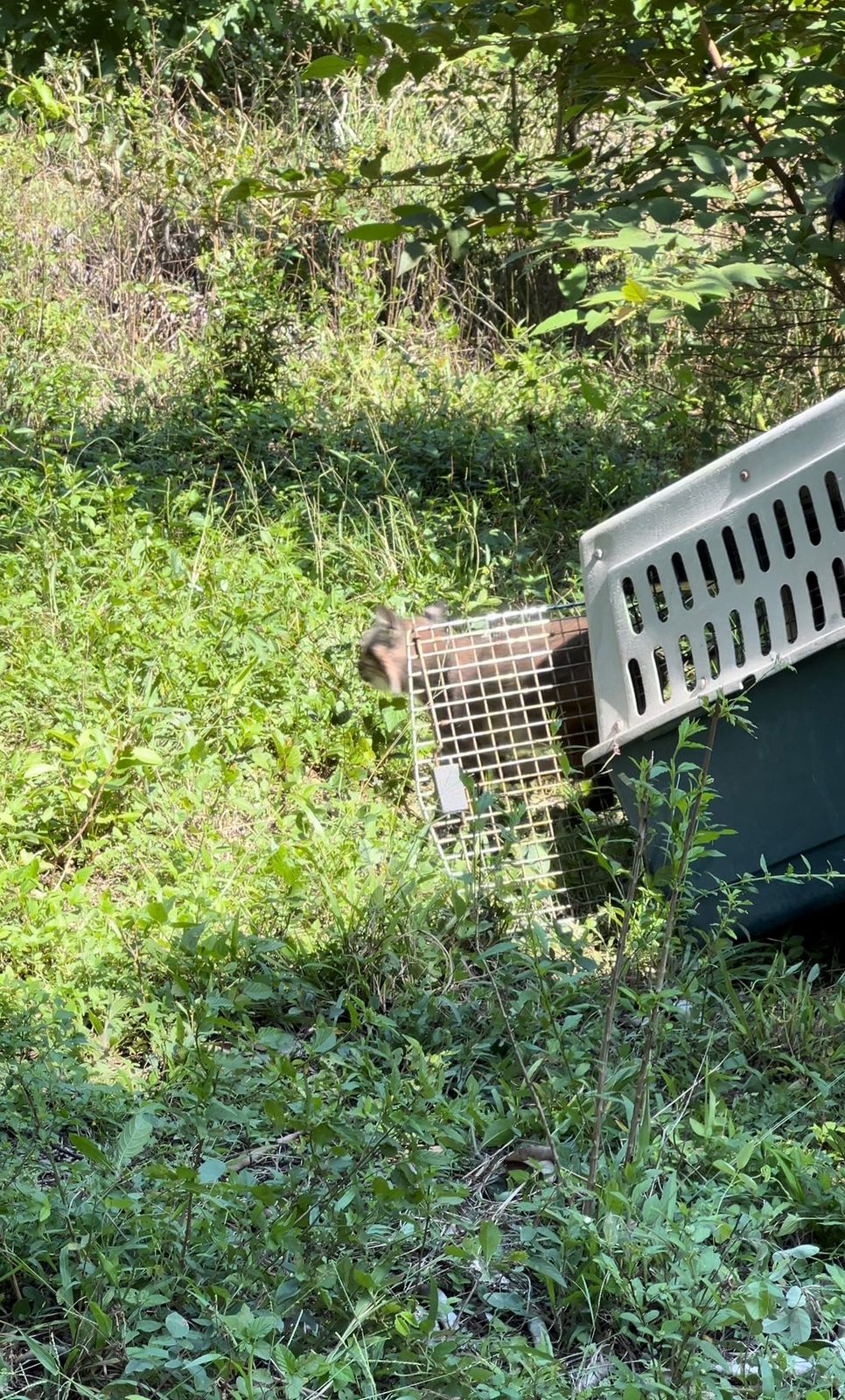 Devuelve Comisión de Parques fauna silvestre a la naturaleza