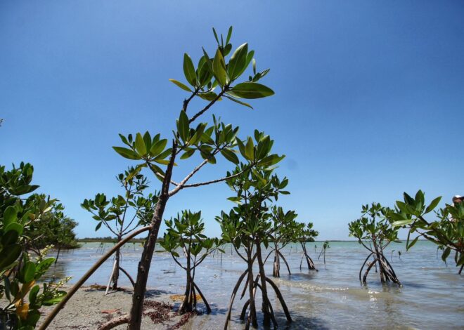 Reforesta SEDUMA litoral para cuidar comunidades y biodiversidad