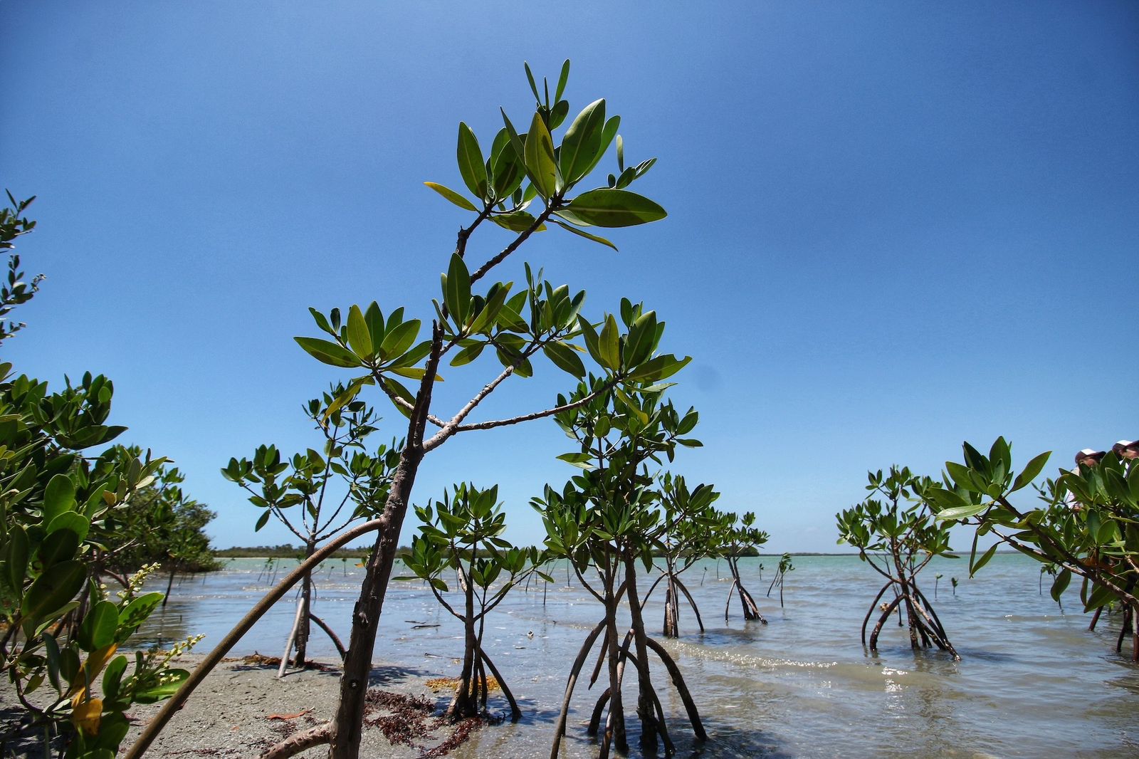 Reforesta SEDUMA litoral para cuidar comunidades y biodiversidad