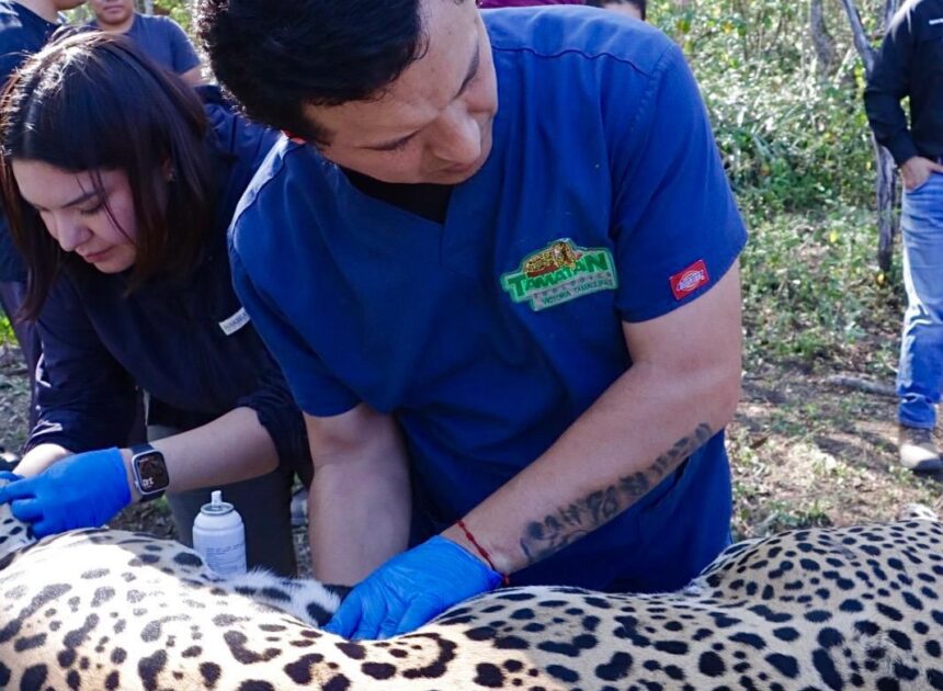 Jaguar rescatado sano y salvo en Gómez Farías: Comisión de Parques