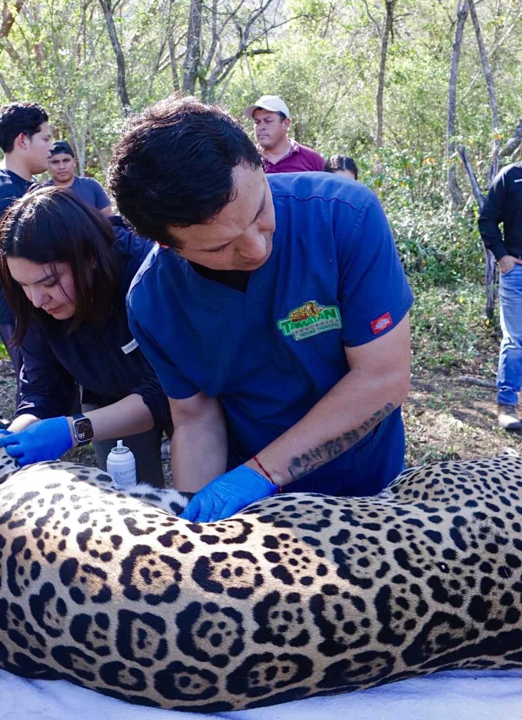 Jaguar rescatado sano y salvo en Gómez Farías: Comisión de Parques