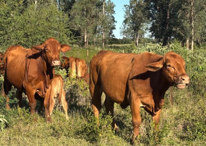 Refuerza Tamaulipas blindaje sanitario para proteger al sector ganadero