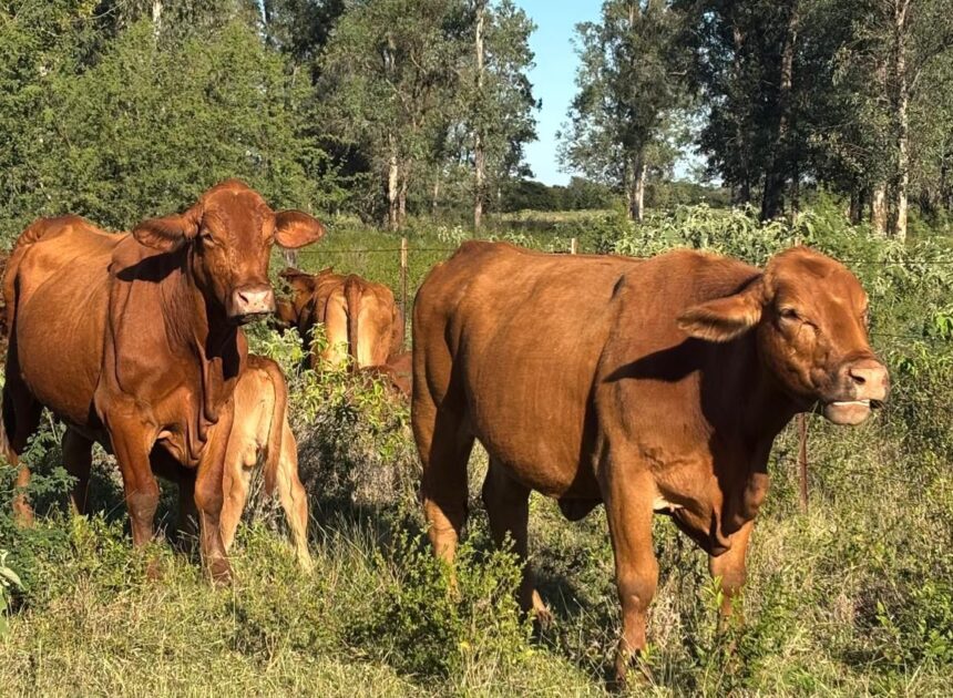 Refuerza Tamaulipas blindaje sanitario para proteger al sector ganadero